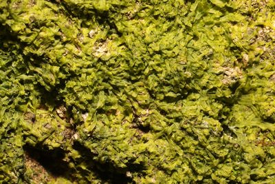 Metzgeria furcata, photographed by Stephen James McWilliam