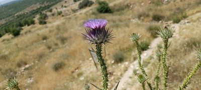 Onopordum cynarocephalum, photographed by Udi Oron אודי אורון
