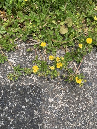 Potentilla sundaica, photographed by 岸本年郎