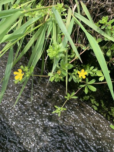 Potentilla sundaica, photographed by 岸本年郎