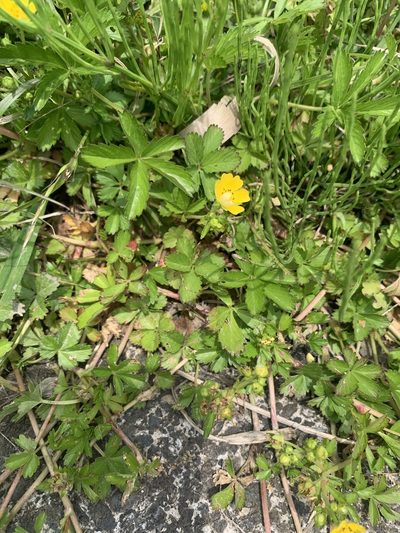 Potentilla sundaica, photographed by 岸本年郎