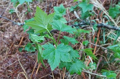 Ribes glandulosum, photographed by Quinten Wiegersma