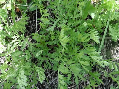 Artemisia latifolia, photographed by Силаева Татьяна Борисовна