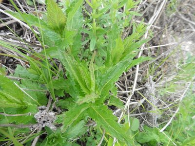 Veronica teucrium, photographed by Силаева Татьяна Борисовна