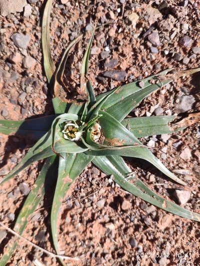 Colchicum asteroides, photographed by Antoinette Eyssell Knox