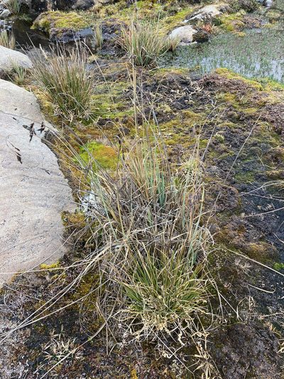 Carex pichinchensis, photographed by Fabien Anthelme
