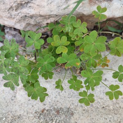 Oxalis pes-caprae, photographed by Quentin Groom