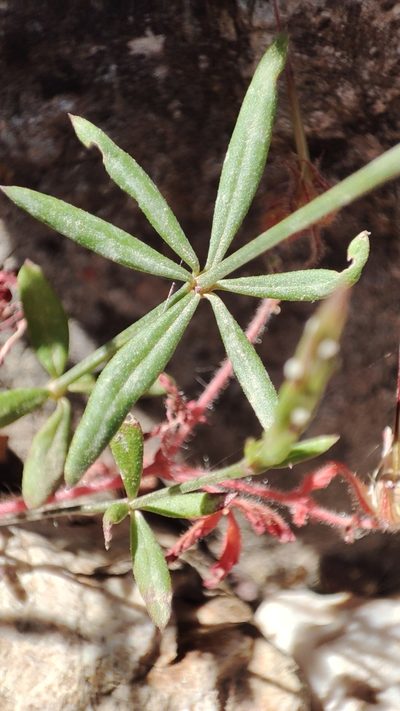 Crucianella latifolia, photographed by Quentin Groom