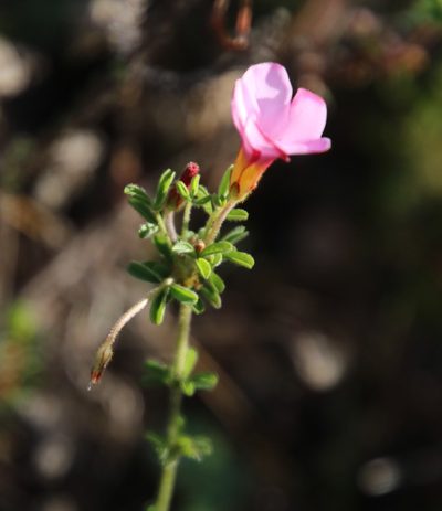 Oxalis multicaulis, photographed by Tony Rebelo
