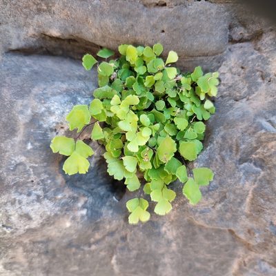 Adiantum capillus-veneris, photographed by Quentin Groom