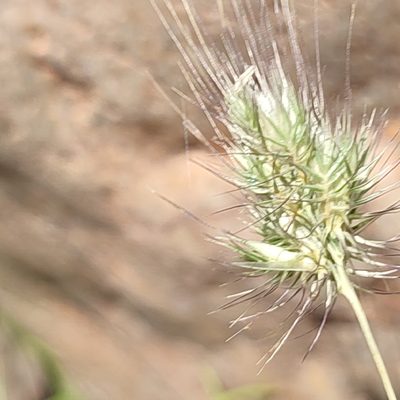 Cynosurus echinatus, photographed by Quentin Groom