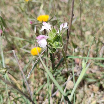 Bellardia trixago, photographed by Quentin Groom