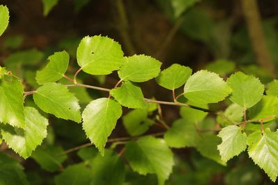 Betula pubescens, photographed by Stephen James McWilliam