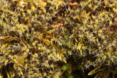 Campylopus introflexus, photographed by Stephen James McWilliam