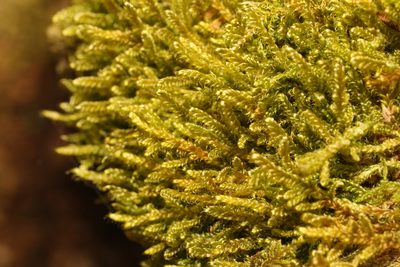 Hypnum cupressiforme, photographed by Stephen James McWilliam