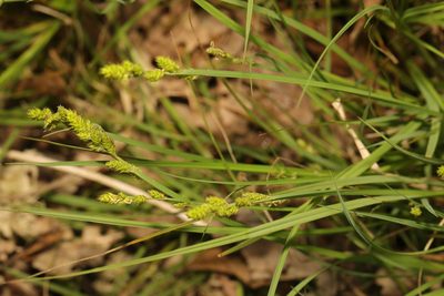 Carex canescens, photographed by Stephen James McWilliam