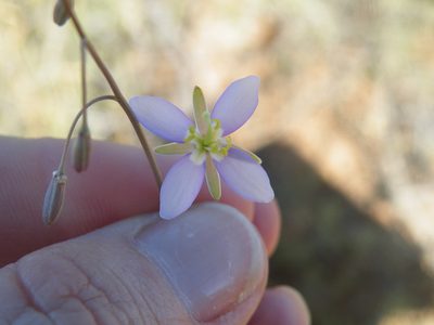 Heliophila minima, photographed by Antoinette Eyssell Knox