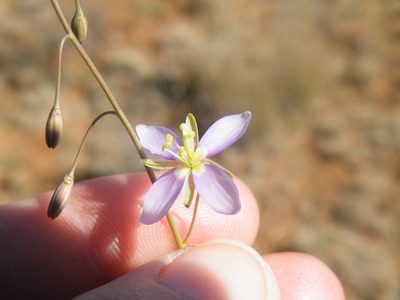Heliophila minima, photographed by Antoinette Eyssell Knox