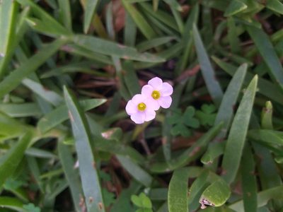Oxalis caprina, photographed by Tim Kirsten