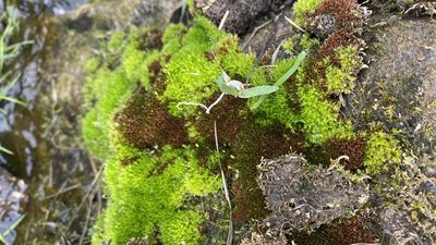 Pohlia nutans, photographed by Павлик Лисицын