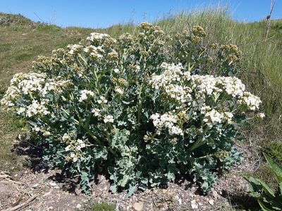 Crambe maritima, photographed by Duncan Brooks