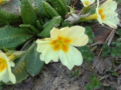 Primula vulgaris, photographed by Ben Costamagna