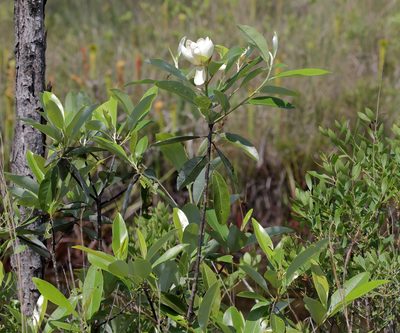 Magnolia virginiana, photographed by Lauren McLaurin