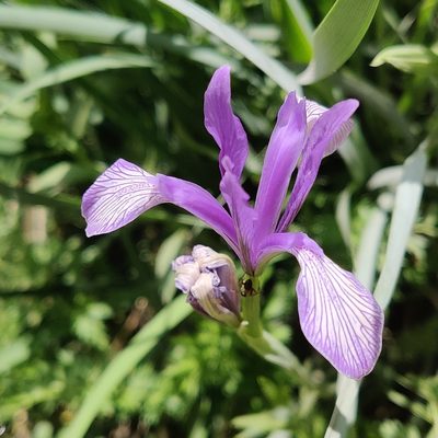 Iris lactea, photographed by Name