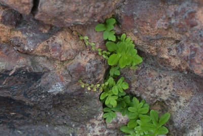 Asplenium flabellifolium, photographed by Christopher Stephens