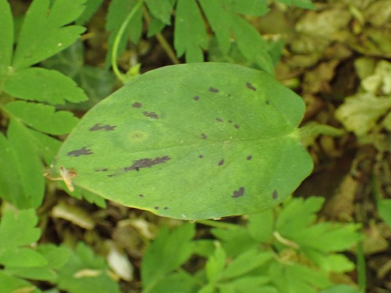 Arum maculatum, photographed by Matteo Marcandella