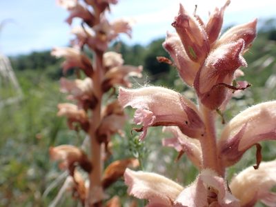 Orobanche caryophyllacea, photographed by Matteo Marcandella
