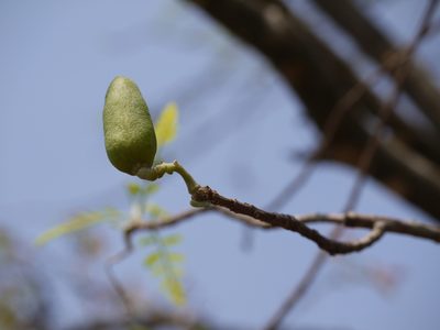Chloroxylon swietenia, photographed by Dinesh Valke