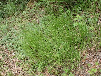 Melica uniflora, photographed by Matteo Marcandella