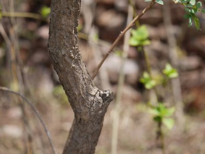 Chloroxylon swietenia, photographed by Dinesh Valke