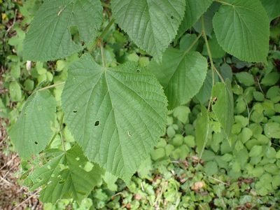 Tilia platyphyllos, photographed by Matteo Marcandella
