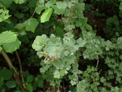 Ribes uva-crispa, photographed by Matteo Marcandella