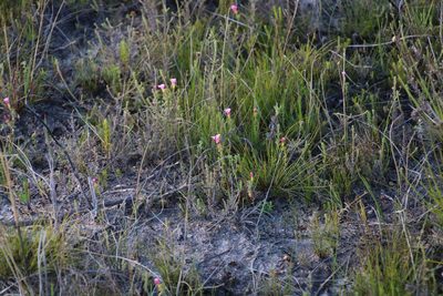 Oxalis multicaulis, photographed by Tony Rebelo