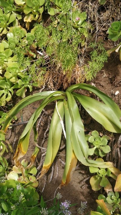 Scilla madeirensis, photographed by Vítor Jorge