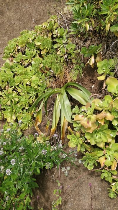 Scilla madeirensis, photographed by Vítor Jorge