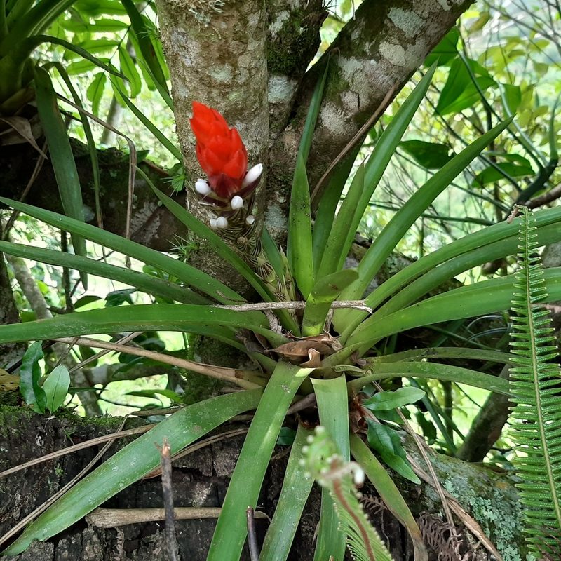 Guzmania monostachia, photographed by Arthur de Jesús Chavarría Pérez