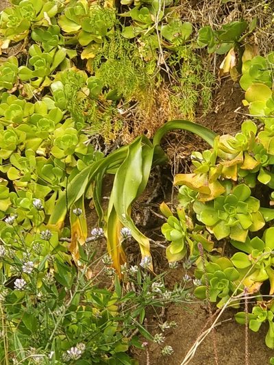 Scilla madeirensis, photographed by Vítor Jorge
