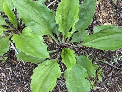 Plantago rugelii, photographed by Dilrukshan Priyantha Wijesinghe