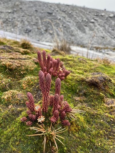 Phlegmariurus cocuyensis, photographed by Fabien Anthelme