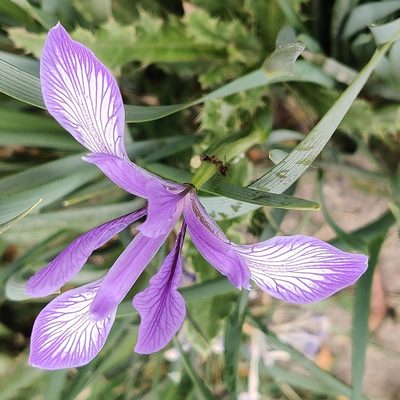 Iris lactea, photographed by Name