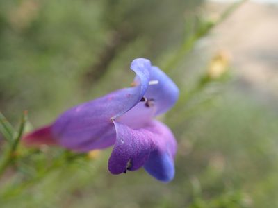 Penstemon heterophyllus, photographed by George Williams
