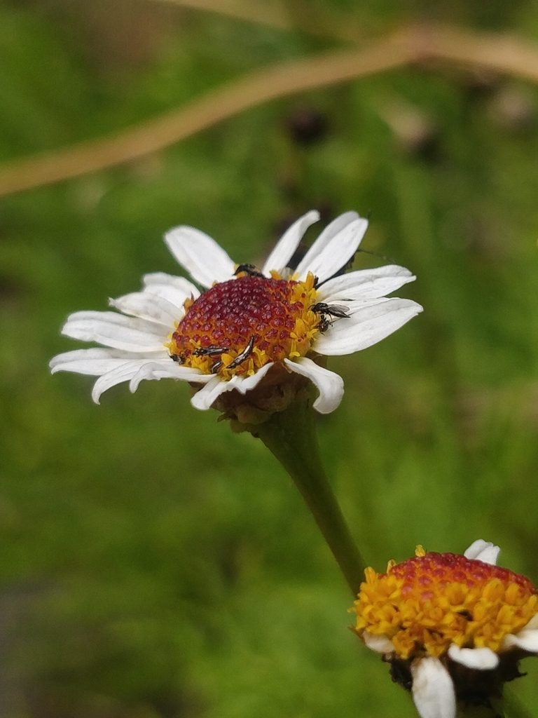 Argyranthemum haematomma, photographed by Vítor Jorge