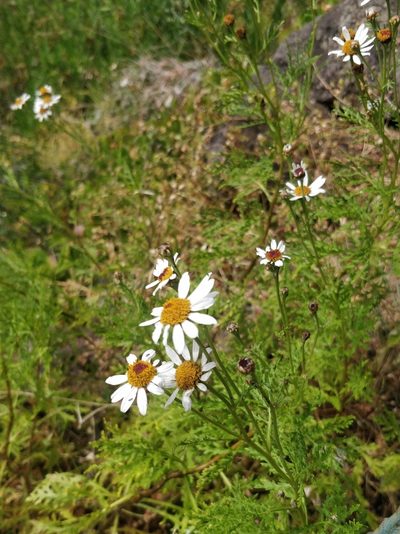 Argyranthemum haematomma, photographed by Vítor Jorge