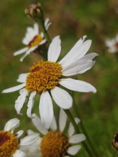 Argyranthemum haematomma, photographed by Vítor Jorge