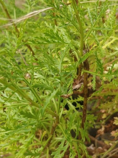 Argyranthemum haematomma, photographed by Vítor Jorge