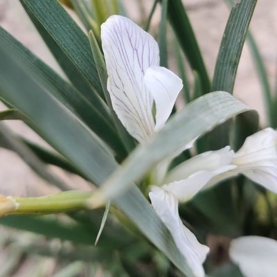 Iris lactea, photographed by Name